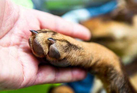 dog-paw-in-human-hand.jpg