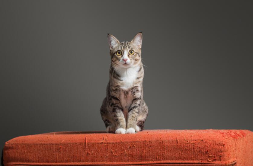 如何防止猫抓沙发？