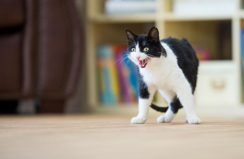 猫嘶嘶声背后可能的原因你知道吗？