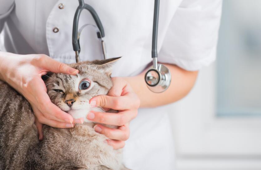 猫眼疮怎么治疗图片