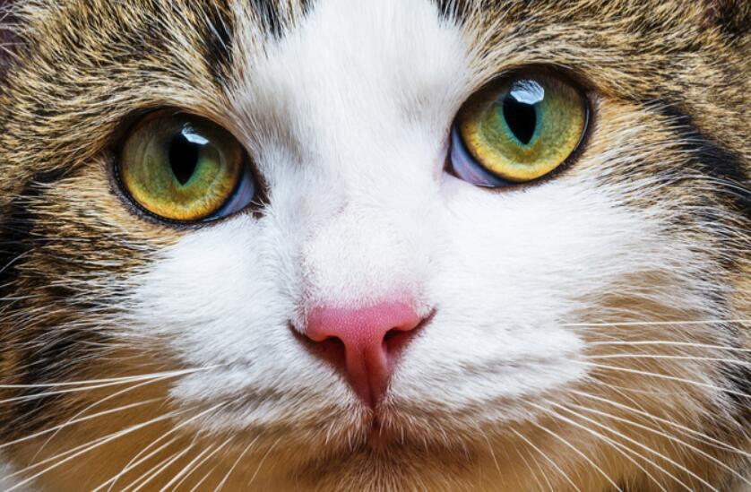 治疗猫眼感染的7条建议
