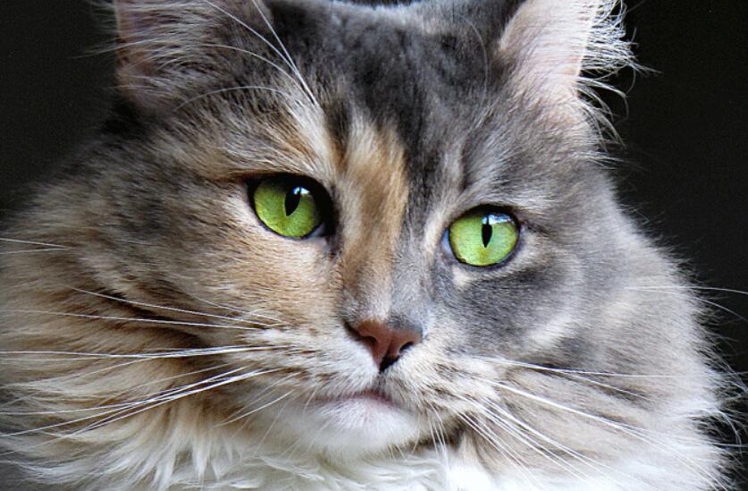 猫常见的7种眼部问题