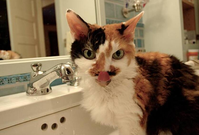 5种保持猫体内水分的方法