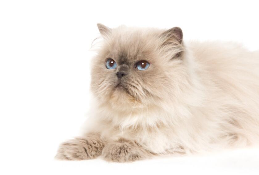 蓝眼睛的猫品种