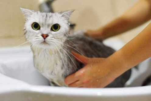 几个月的猫怎么洗澡？