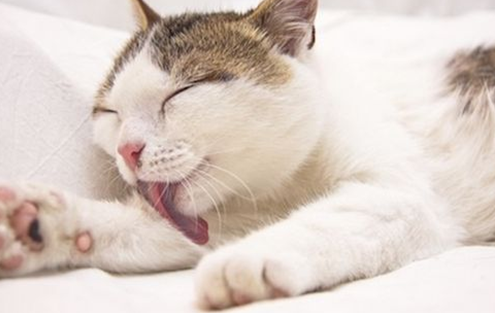 猫咪吃软毛膏是啥？到底有啥用？