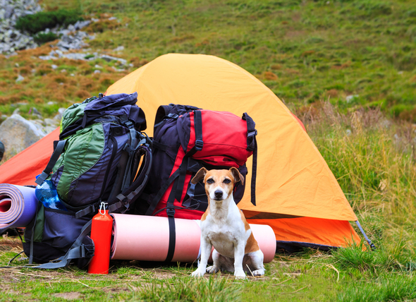 准备和狗一起露营的6种方法