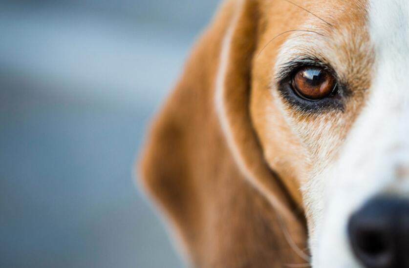 关于你的狗的眼睛的6个有趣的事实