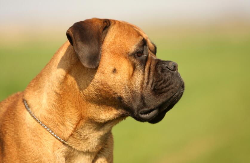 温顺的短毛大型犬图片