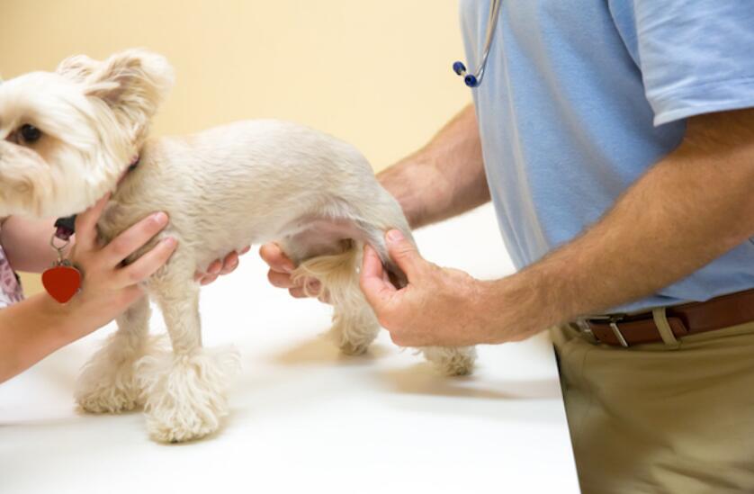 预防和治疗犬膝关节损伤的7种方法