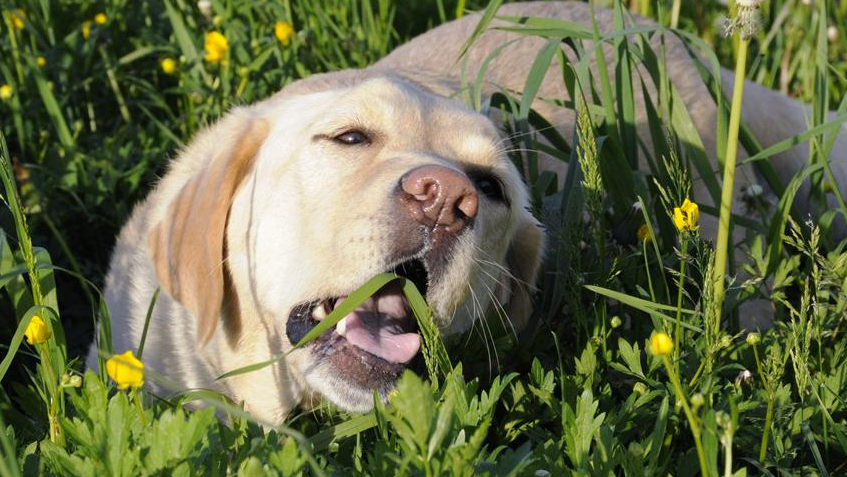 狗狗为什么突然会去吃草？是不是什么不好习惯？