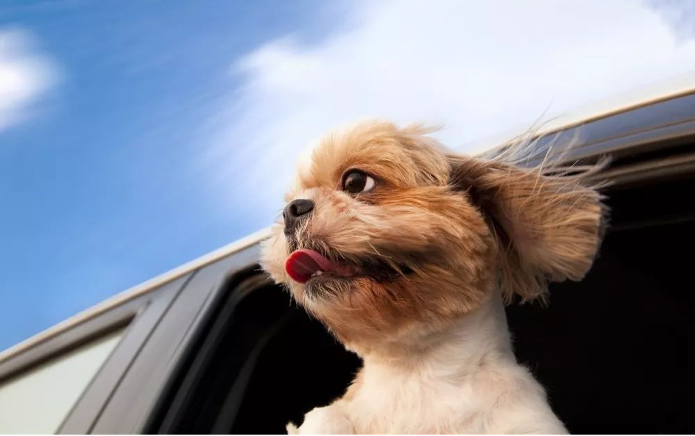 狗坐车出门的时候要注意什么？