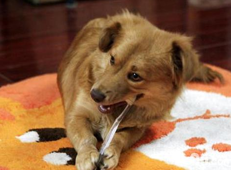 教你如何给狗狗刷牙