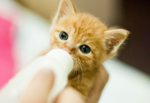 幼橘猫能喝羊奶粉吗 