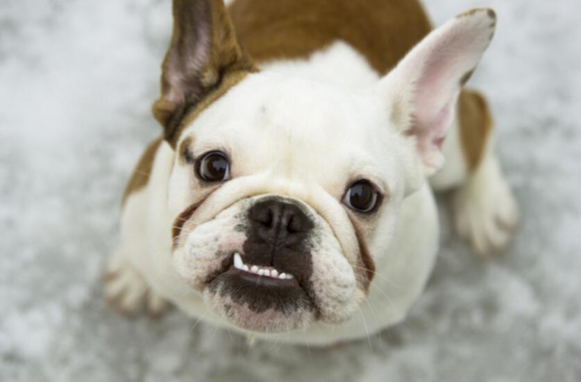 4种会伤害狗狗牙齿的食物