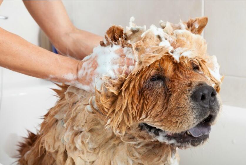 10个最干净的狗品种