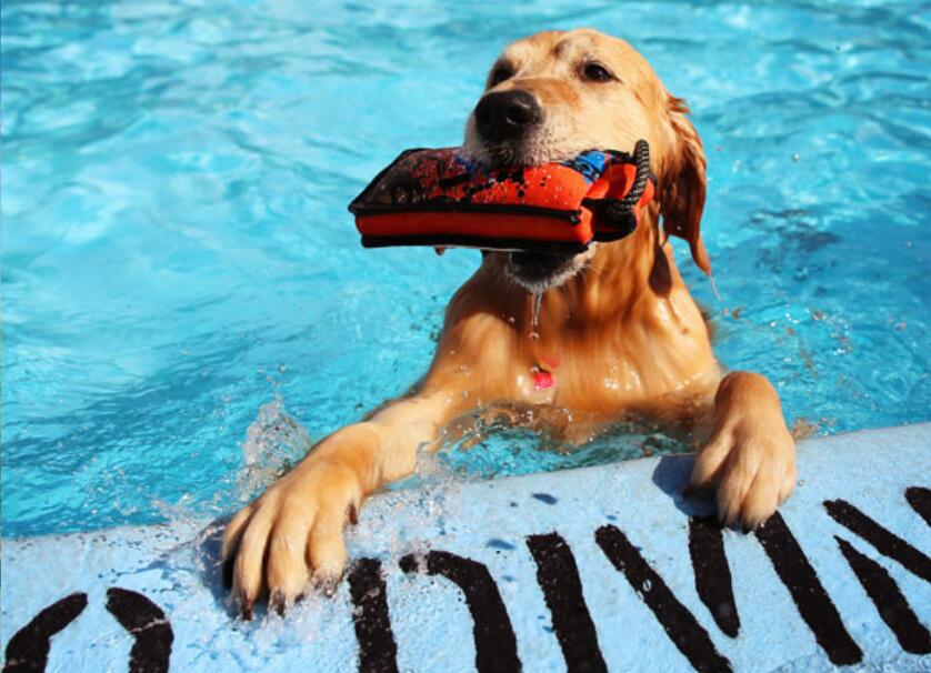 十大游泳狗狗品种