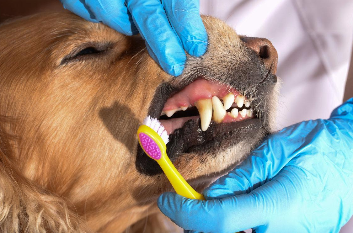 狗的牙齿我们该怎么给它打理