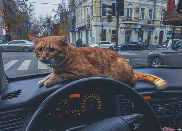 没想到就因为一只猫咪，这司机成为最受欢迎的司机