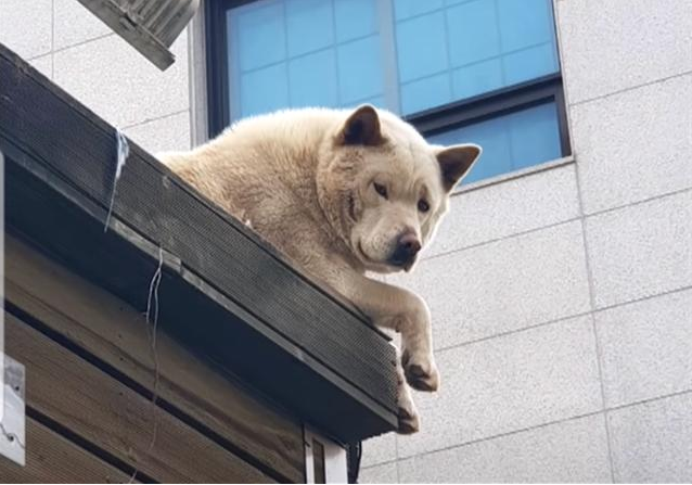 一只喜欢趴在屋顶的狗狗，原来却是主人暖心之举