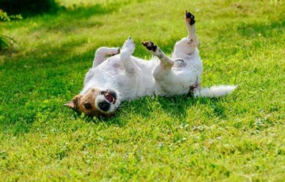 为何狗狗喜欢在草地上滚？