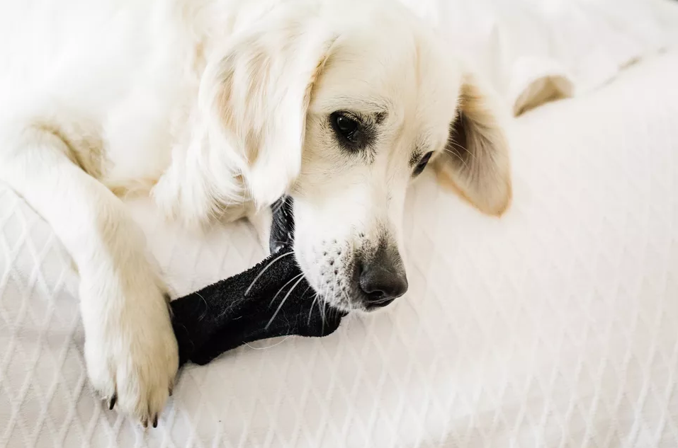 为什么狗狗吃我的袜子?
