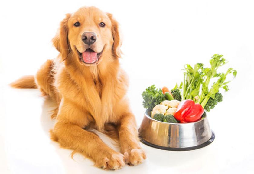 狗粮中的营养蔬菜