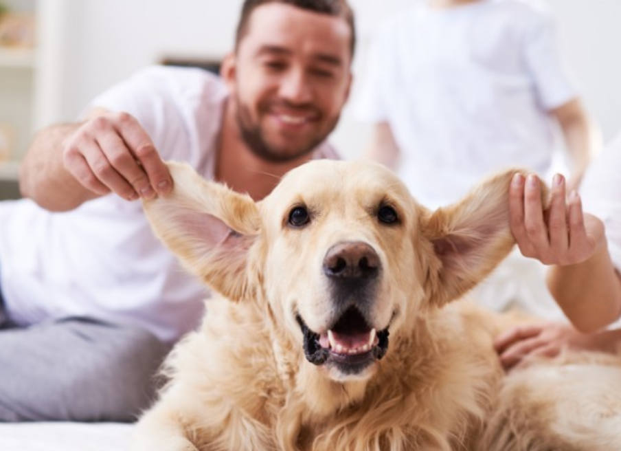 治疗狗耳感染的4个技巧