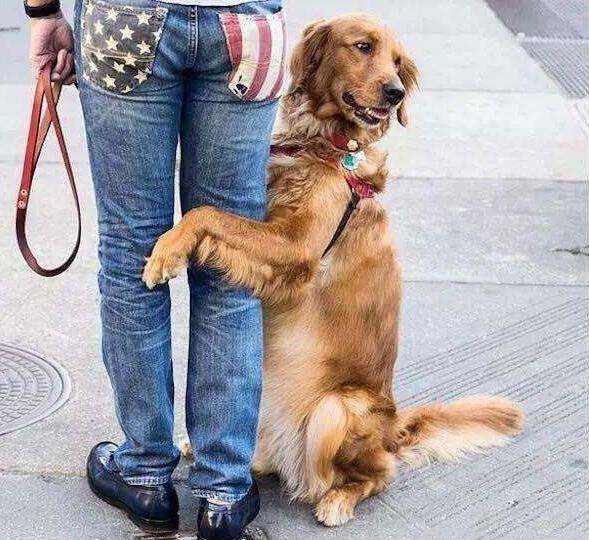 为什么狗狗喜欢抱大腿？