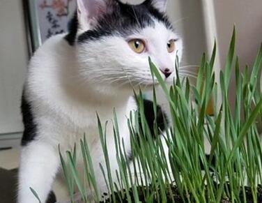 猫可以吃草吗？正常吗？