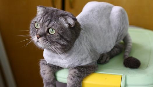 可以给猫咪剃毛吗？