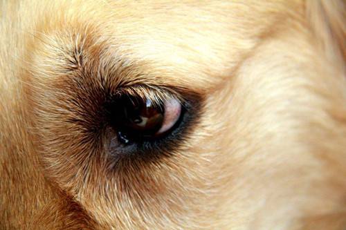 关于狗狗的眼屎你了解吗？