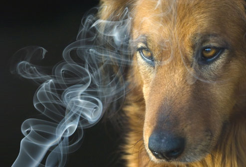 吸烟有害狗狗健康吗？
