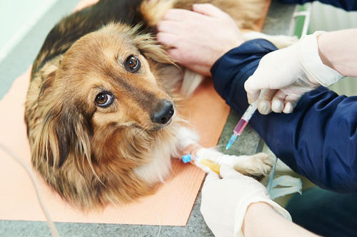 关于狗狗疫苗接种及驱虫你了解多少？