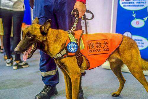 你了解搜救犬吗？