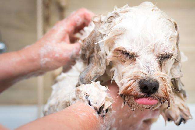 狗狗为什么要洗澡？