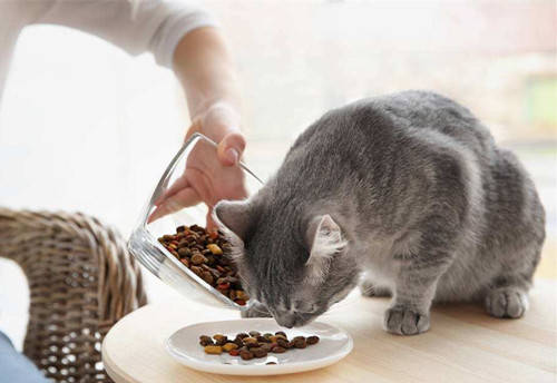 猫咪饮食误区你知道吗？