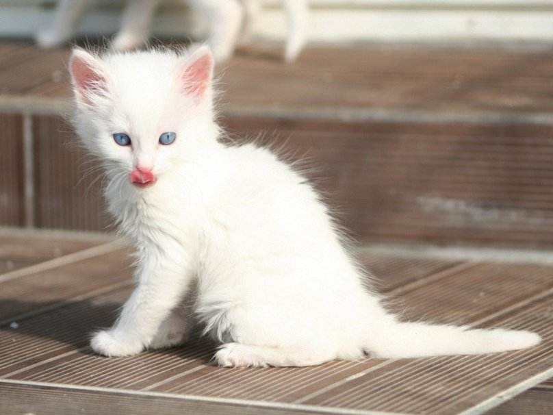 你知道土耳其安哥拉猫吗？
