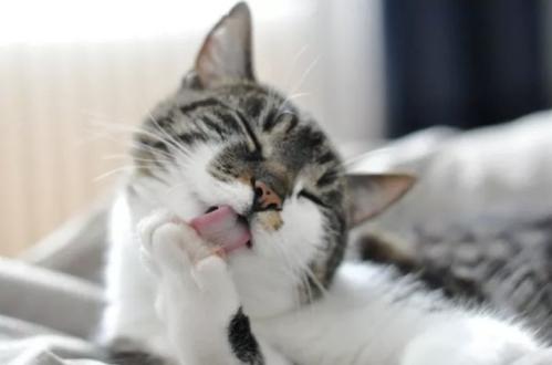 猫咪为什么会舔人？