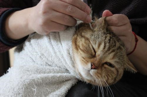 帮助猫咪清洁牙齿耳朵眼睛的方法