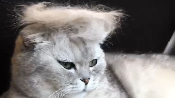 猫咪掉毛怎么办？