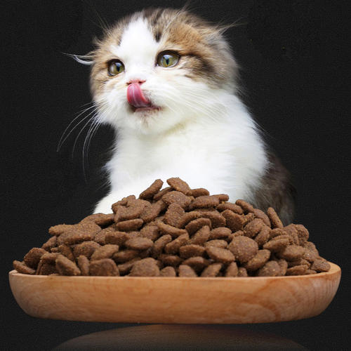 猫咪成长中不可缺少的六大营养要素