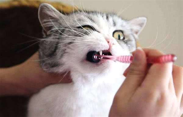 猫咪的牙齿护理