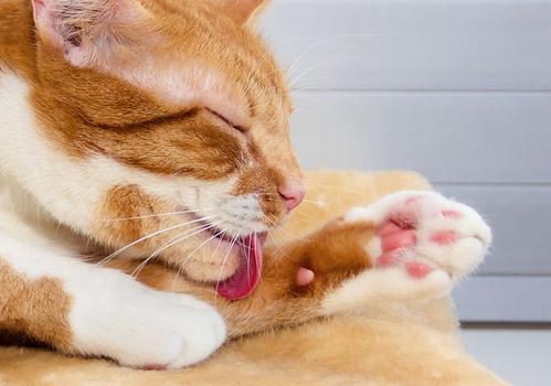 猫咪为什么吃完猫粮舔脸？