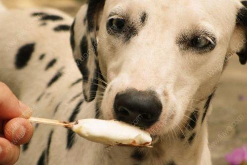 夏天能喂狗狗吃冰凉的食物吗？
