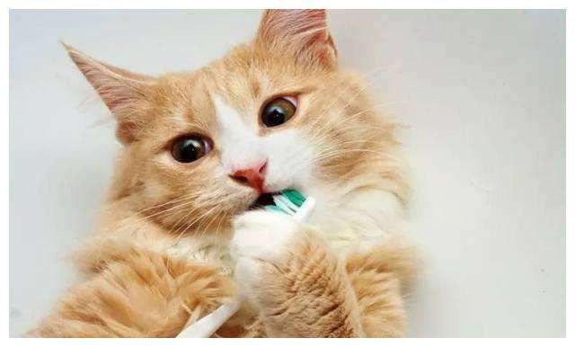 猫咪预防口臭也需要刷牙?