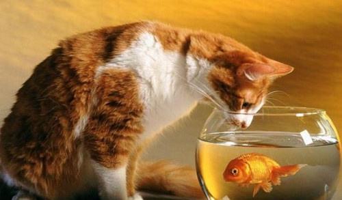 给猫猫吃鱼小学问