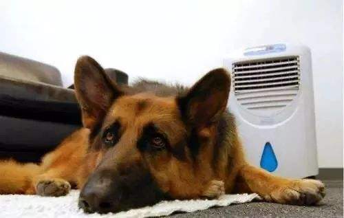 夏天给狗狗吹空调好吗？