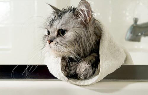 猫咪多久洗一次澡？