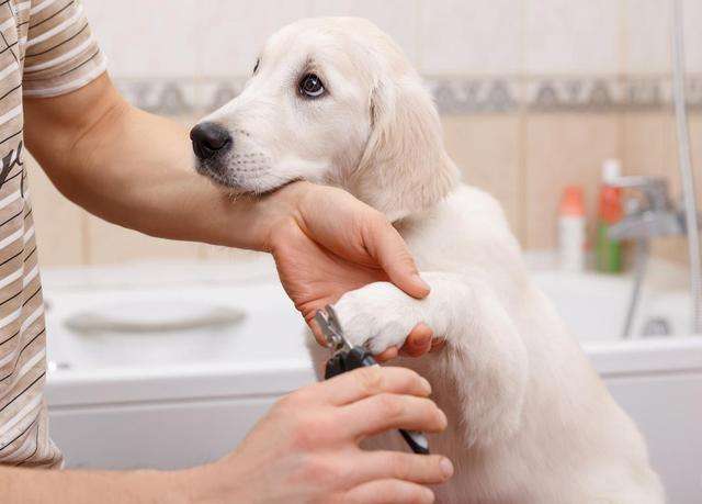 狗狗的指甲需要定期剪吗？